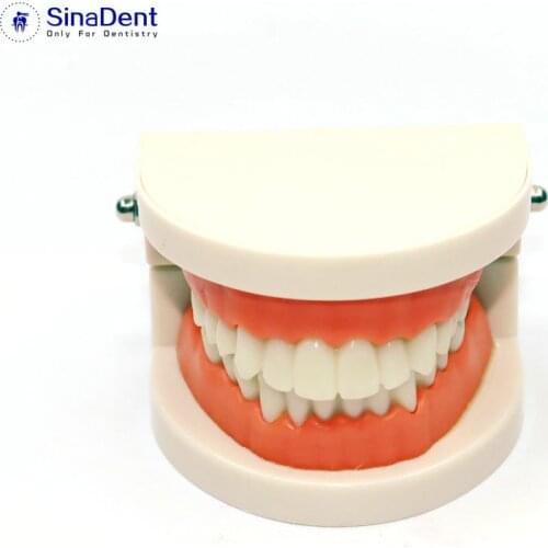 1Pcs Dental Teeth Model Training Tooth Model Plastic for Dental Education Teaching