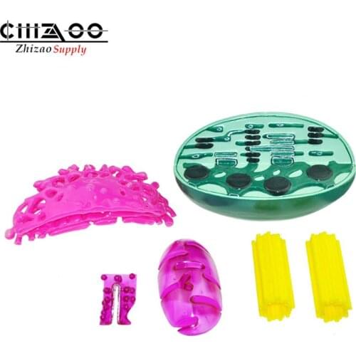 Best Quality Cell Organs Organelle Structure Model for Teaching Model