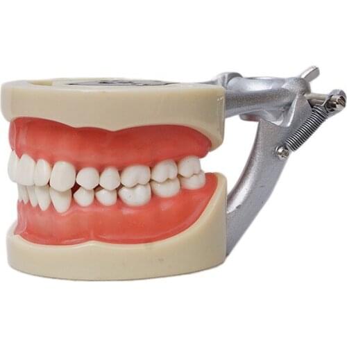 Free Shipping NEW Dental Soft Gum Practice Teeth Model for Students with Removable Teeth