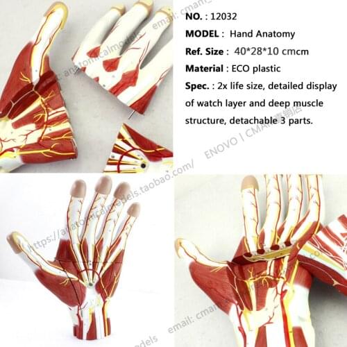 CMAM/12032 Muscles of Hand - 2 Parts, 3x, Plastic Human Body Muscle Teaching Anatomical Model