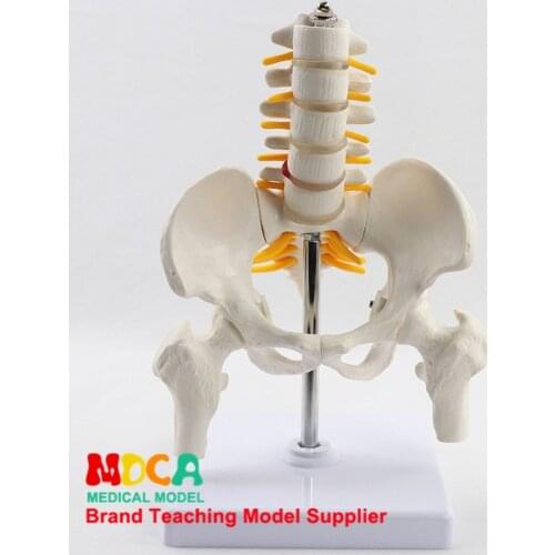 Reduction of human.pelvis with five lumbar vertebrae and femoral model Department of orthopedics spinal column spine model