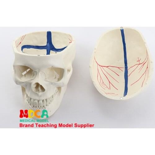 1:1 high end human.skull model for medical uses skull bone anatomical specimen bone nerve model MTG004