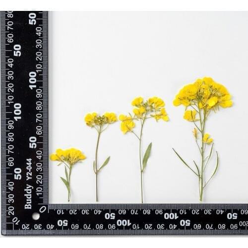 60pcs Pressed Dried Flower Blassikakapestris Canola Herbarium Epoxy Jewelry Bookmark Phone Case Makeup Nail Art Craft DIY