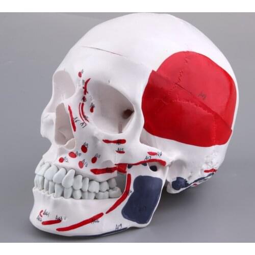 Educational Skeleton Model, Simulation Model for Scientific Study