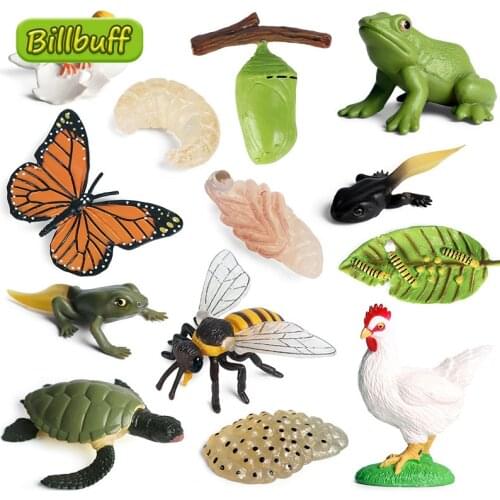 Simulation Animal Growth Cycle Butterfly Plant Chicken Life Cycle Figures Plastic Model Action Figures Educational Kid Toys Gift