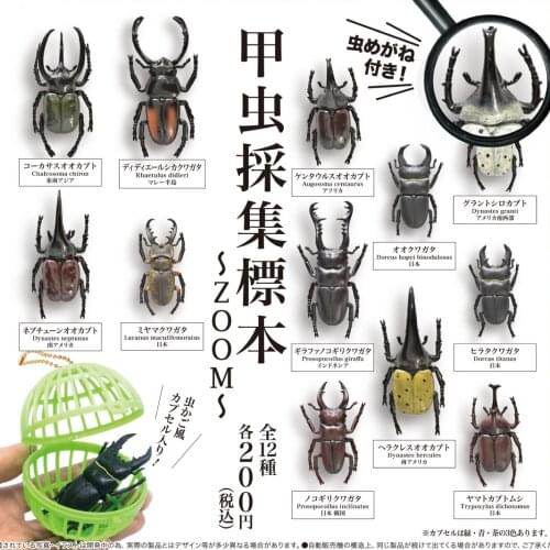 Japan Original Genuine Capsule toys rhinoceros Hercules Beetle stag beetle Pocket worm specimen insects models gashapon figures