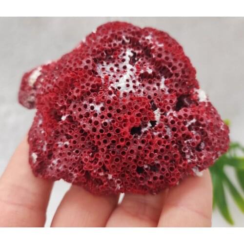 1pcs Natural Coral Tree Sea Red Coralline Plant Antipathes Flowerpot Aquatic Animal Landscaping Furnishing Ornaments Home Decor