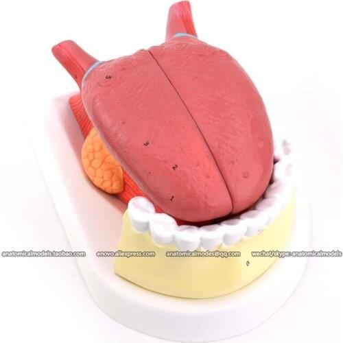 12532-1/CMAM Anatomical model of tongue coating structure, Human Anatomy for study