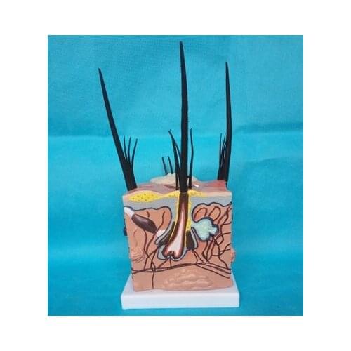 Dog skin Morbid state and normal skin model Compare Animal anatomy free shipping