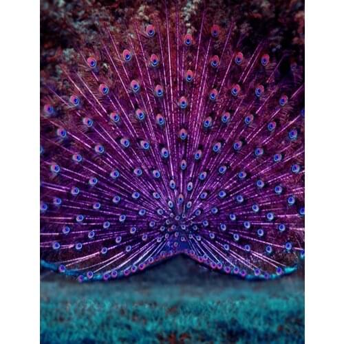 VinylBDS studio backdrop baby Peacock beautiful peacock tail thin fabric cloth printed photography background