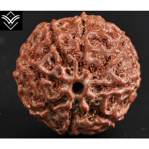 Rudraksha 8 Segments 23mmX10 Buddha Bead Bracelet
