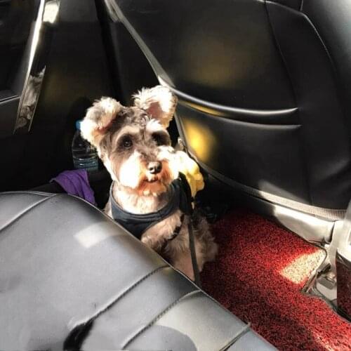 Dog Carrying Bags Superpaw China