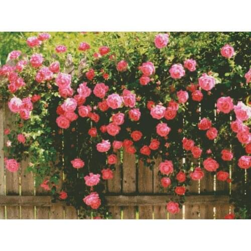 Roses on the wall cross stitch package big bloom 18ct 14ct 11ct cloth cotton thread embroidery DIY handmade needlework