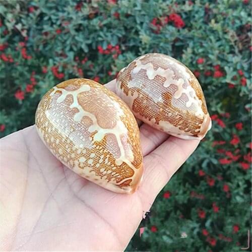 Natural conch shell snail aquarium map window design ornaments collection of rare specimens of snails philippines