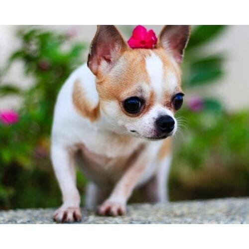 5D diy diamond painting Animal Chihuahua dog diamond embroidery mosaic cross stitch kit wall decor christmas decoration AA2483