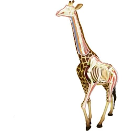 Puzzle assembling toy simulation animal creature giraffe organ anatomy model medical teaching