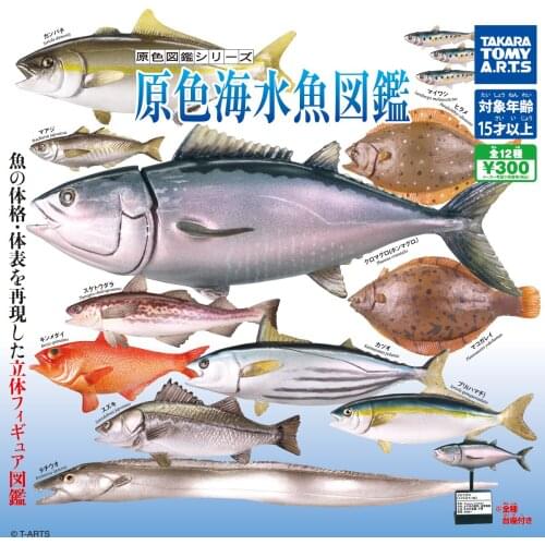 TAKARA TOMY Genuine Gacha Toys Primary Color Sea Fish Atlas Three Dimensional Encyclopedia Tuna Flounder Hairtail Ornaments
