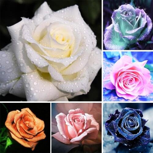 5D Flower DIY Diamond Painting Rose Picture Full Square Full Diamond Embroidery Gift Mosaic Home Decor Painting Rhinestone Kit