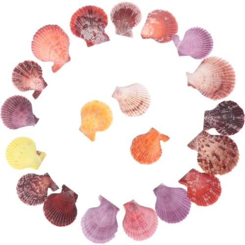 20pcs Colorful Natural Seashells Decorations Scallop Shells Crafts Decor Ornament hot sale