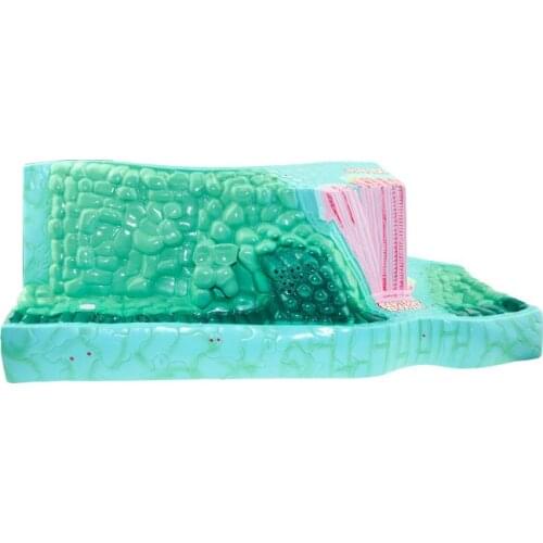 Leaf Architecture Models Early and High School Plant Anatomy Model Teaching Instrument for Biological Experiment Equipment