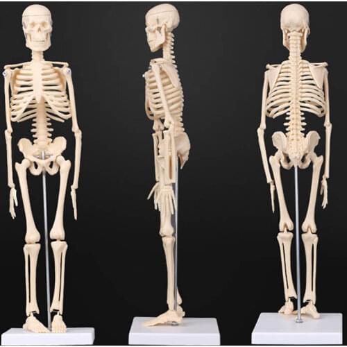 45CM Anatomical Anatomy Human Skeleton Model Medical Learn Aid Anatomy human skeletal model Wholesale Retail