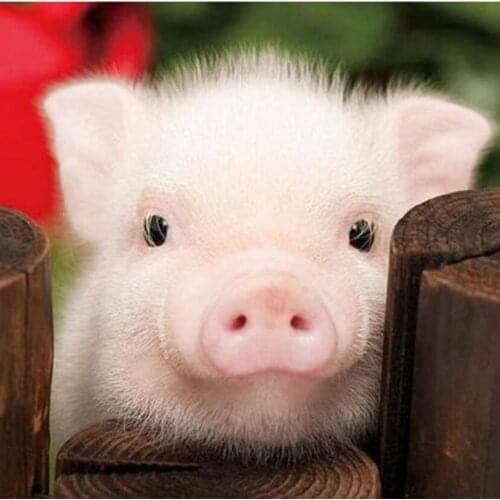 5D DIY Diamond Painting Square/Round Diamond Animal Painting Little White Pig Picture Cross Stitch Embroidery Decoration WG3001