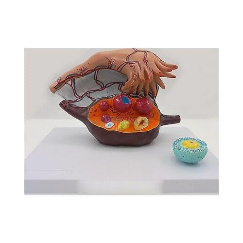 Female Enlarge Ovaries Structure Anatomy Model 3 Parts 5X Life Size Anatomy Pregnancy Models