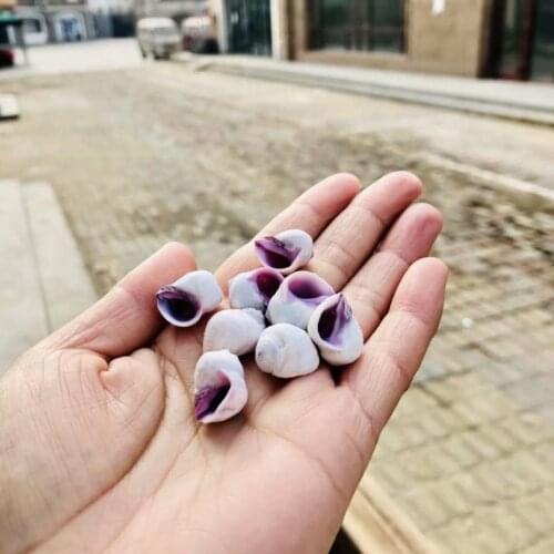 2PCS natural seashell snail small white specimen snail home crab replacement shell fish tank aquarium ornaments collection