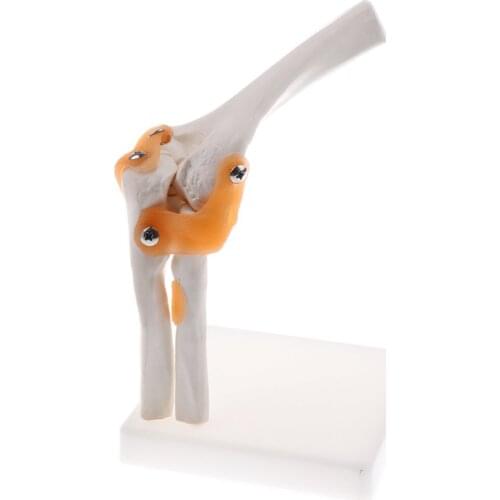1: 1 Elbow Joint Ligament Model Human Medical Anatomical Model for School Teaching Tool Learning Display Lab Supplies