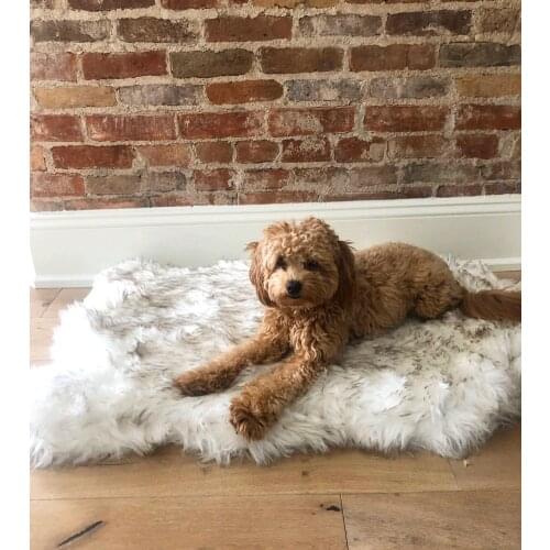Kimpets Dog Beds