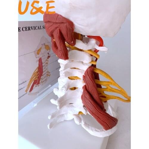 1:1 LifeSize Cervical Vertebrae Cervical and Vertebral Body Cervical Spine Human AnatomyCord Cervical Vertebrae Sketelon
