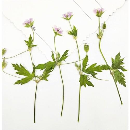6-9cm/16pcs,Natural color Pressed Agrimonia pilosa with stem,Eternal plant for DIY Bookmark Gift Cards,phone shell decoration