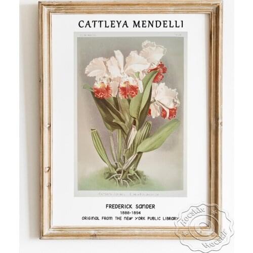 Frederick Sander Exhibition Museum Poster, Duke Of Marlborough From Reichenbachia Orchids Art Prints, Cattleya Mendelli Decor