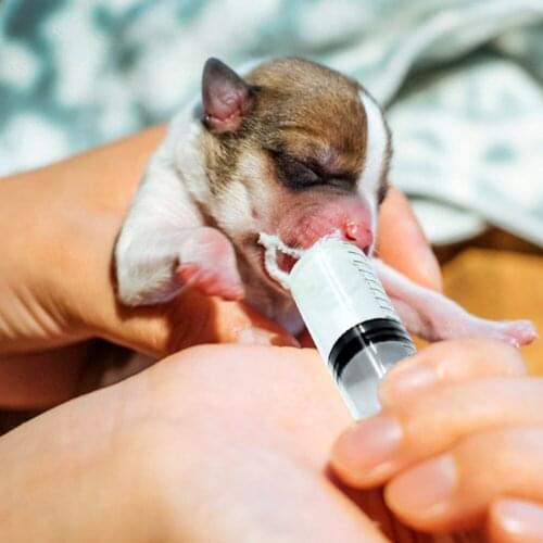 3ml Pets Feed Nutrient Syringe Without Needles Plastic Hydroponics Disposable 10pcs Measure for Dispensing Adhesives Glue