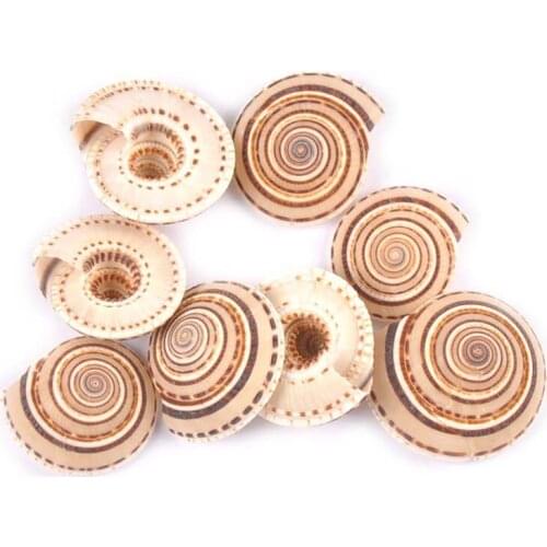 4Pcs/Lot Natural Stripe Spiral Shell For DIY Seashells DIY Glass Bottle Fish Tank Home Beach Decor Handmade Accessories 20-35mm