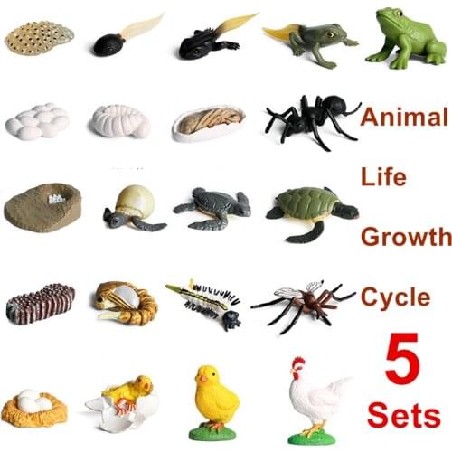 5 Sets Simulation Insects Animals Life Growth Cycle Model Mini Size Frog Chicken Turtle Ant Biology Education Toys For Kids Gift