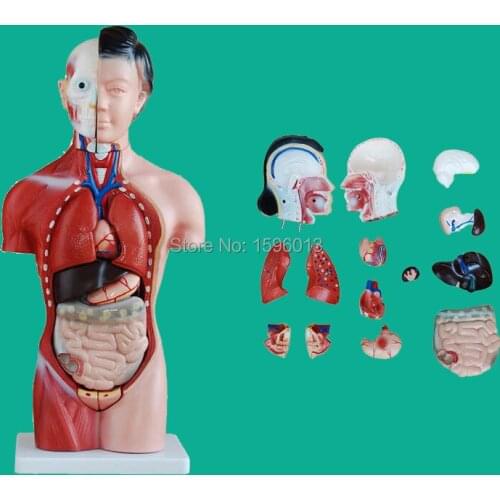 42CM Female Torso with Internal Organs 15 Parts,Human Torso model