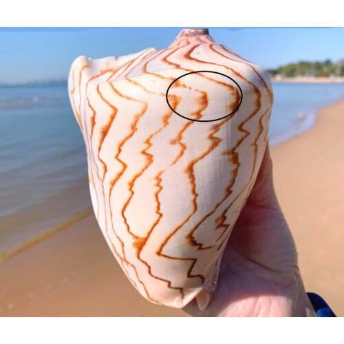 Style Decoration Mediterranean Bead for Jewelry Coral Beach Natural Home Seashell Decor Starfish Coastal Marine Maritime