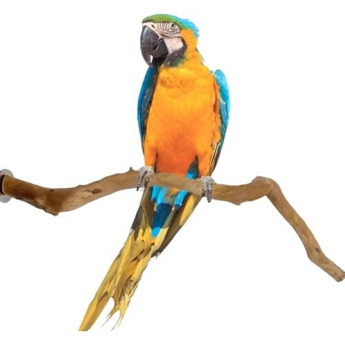 Bird Perch Pet Parrot Raw Wood Fork Stand Rack Toy 1Pcs 15cm Branch Perches For Bird Hamster Cage Accessories Supplies
