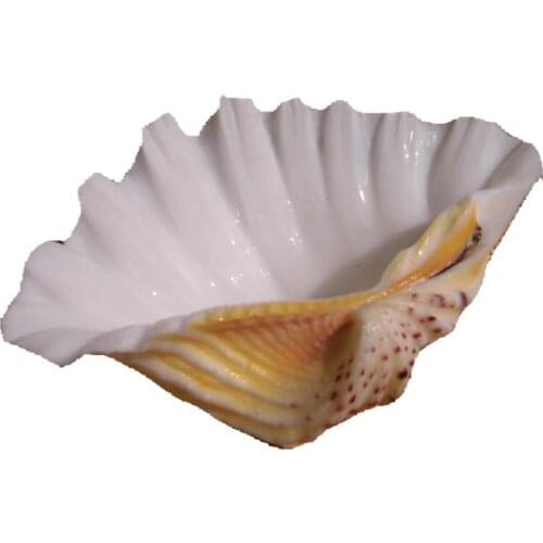 13-23CM NATURAL CONCH SHELLS AND SHELLFISH HOME DECORATION DINNER PLATE ASHTRAY FRUIT PLATE SUCCULENT POT