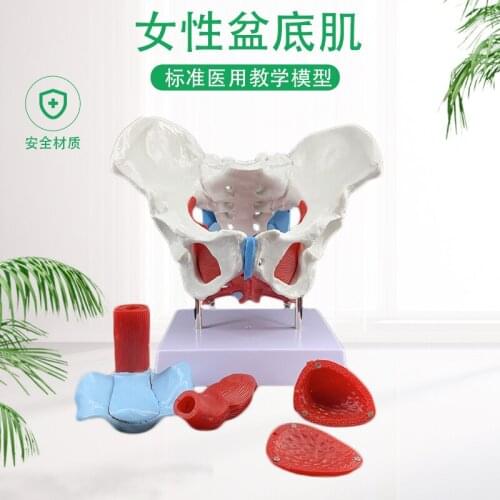 Female pelvic model and pelvic floor muscle model uterus model pelvic delivery midwifery teaching model
