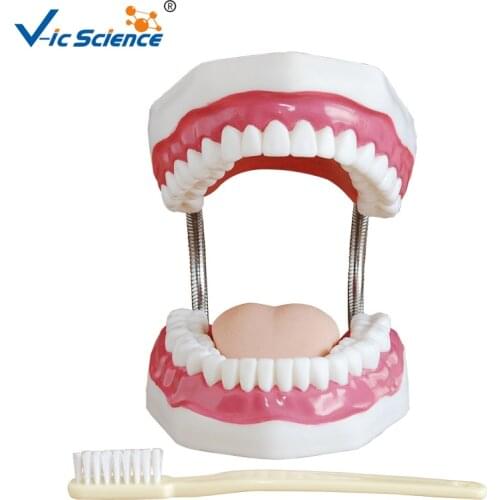 Human Anatomical Teeth Model Medical Science Dental Care Model (32 teeth)