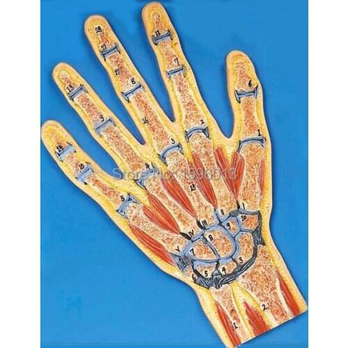 Hand Section Model, Anatomical Hand Model