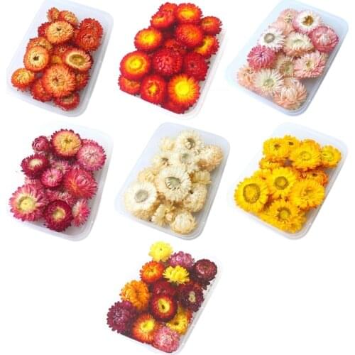Bright Dried Daisy Flower Head Dry Flower Scrapbooking DIY Embellishments Nail Art Decor Crafts Jewelry Making Supplies