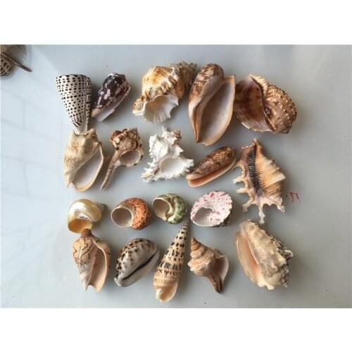20 pcs natural conch snailsmall sea shells sea shell decoration shell sea mixed seashells materials for crafts