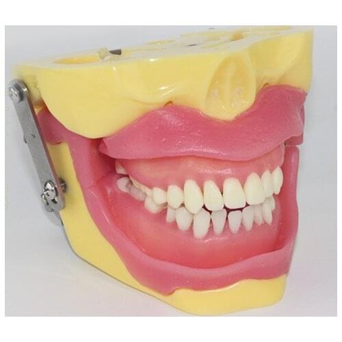 Tooth extraction practice model anesthesia tooth demonstration dental model dental teaching aids morphology tools new