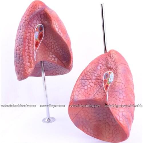 12045/ Life Size Segmental Anatomy Human Lung Model