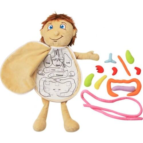 Fine Workmanship Development Toy Human Organ Learning Doll Kids Toy