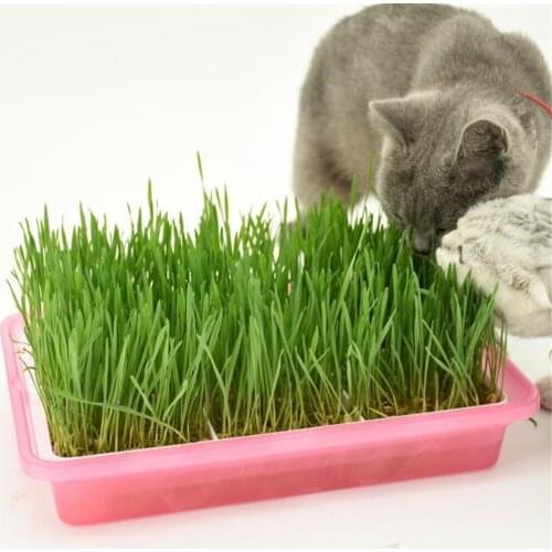 Germination Tray Box Small Planting Plastic 2-Layer Hollow Kit Garden Home Office Nursery Pots Bean Nursery Pot