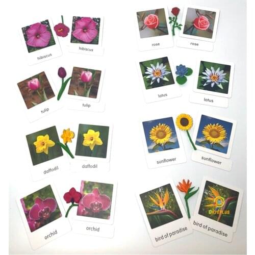 Montessori Materials Flowers Models Biology Learning Tool Life Cycle Educational Equipment for Preschool Homeschool Kids Toys